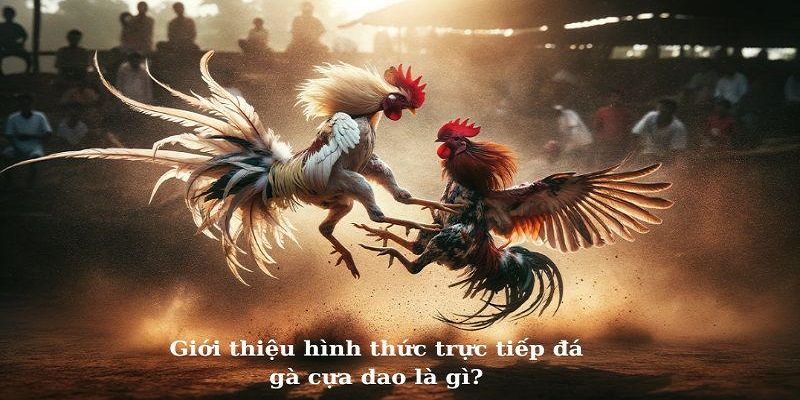 Đôi nét về kiểu chọi đá gà có sử dụng cựa dao